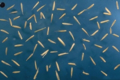 Seeds-of-Crested-wheatgrass