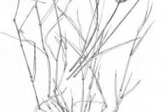 Sketch-of-Crested-wheatgrass