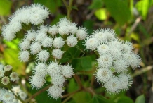 Flower-heads-of-Crofton-weed