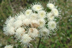 Closer-view-of-flower-heads-of-Crofton-weed