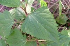 Closer-view-of-leaf-of-Crofton-weed