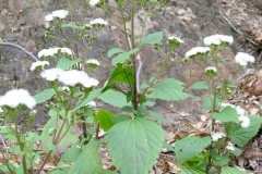 Crofton-weed-plant