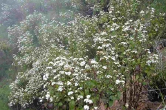 Crofton-weed-plants-growing-wild