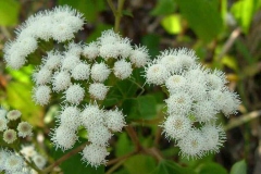 Flower-heads-of-Crofton-weed