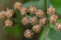 Mature-flower-heads-of-Crofton-weed