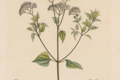 Plant-Illustration-of-Crofton-weed