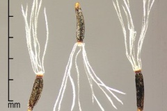 Seeds-of-Crofton-weed