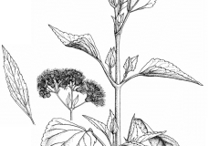 Sketch-of-Crofton-weed