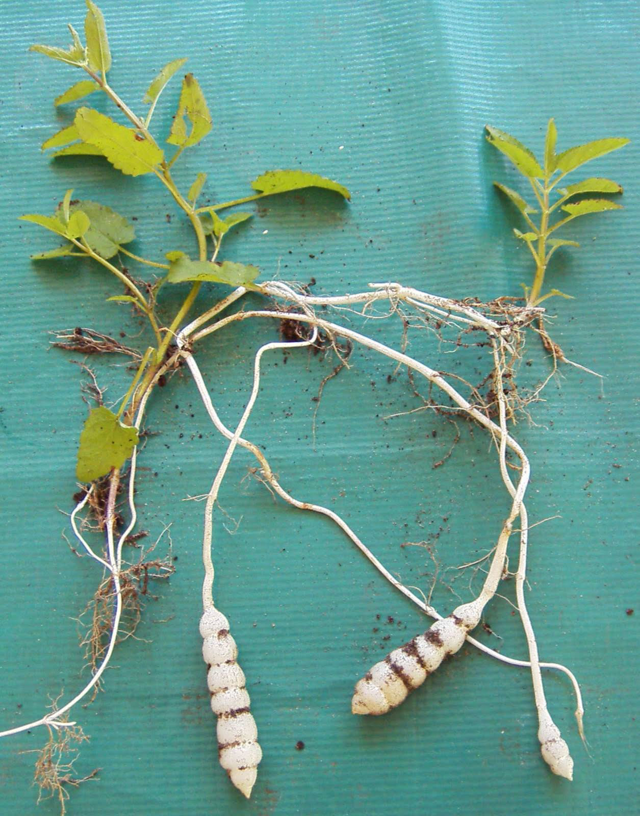 Crosne-tubers-with-plant