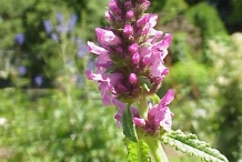 Close-view-of-Crosne-flower