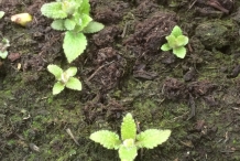 Crosne-seedlings