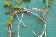 Crosne-tubers-with-plant