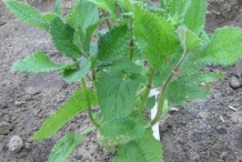 Leaves-of-Crosne