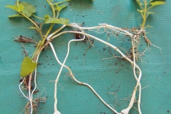 Crosne-tubers-with-plant