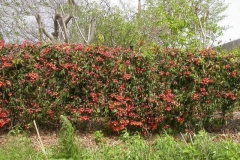 Crossvine-growing-wild