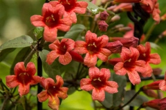 Flowers-of-Crossvine