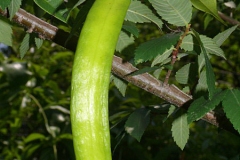 Immature-fruit-of-Crossvine