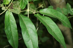 Leaves-of-Crossvine