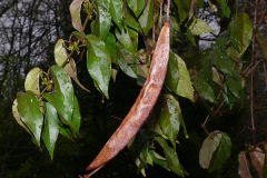 Mature-fruit-of-Crossvine