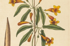 Plant-Illustration-of-Crossvine