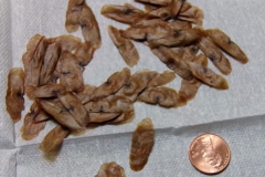 Seeds-of-Crossvine
