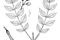 Sketch-of-Crossvine