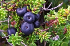 Crowberry-Fruits-on-the-plant