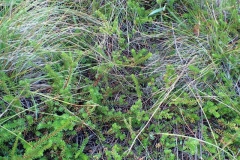 Crowberry-Plant-growing-wild