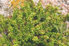 Crowberry-Plant