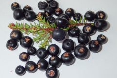 Crowberry