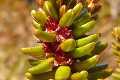 Female-flower-of-Crowberry