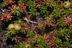Immature-fruits-of-Crowberry