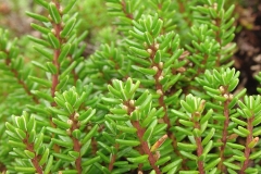 Leaves-of-Crowberry