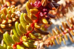 Male-flower-of-Crowberry