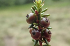 Maturing-fruit-of-Crowberry