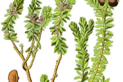 Plant-illustration-of-Crowberry