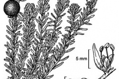 Sketch-of-Crowberry