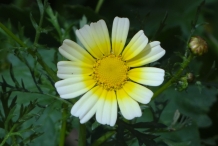 Close-up-flower-of-Crown-daisy