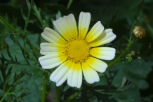 Close-up-flower-of-Crown-daisy