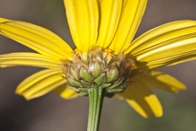 Crown-daisy-calyx