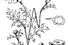 Crown-daisy-drawing
