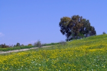 Crown-daisy-farm