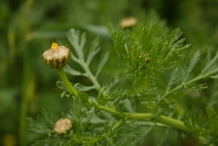 Crown-daisy-flower-buds