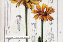 Crown-daisy-illustration