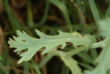 Crown-daisy-leaves