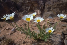 Crown-daisy-plant