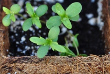 Crown-daisy-seedlings