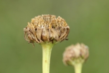 Dried-flower-of-Crown-daisy