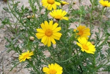 Yellow-Crown-daisy-flower