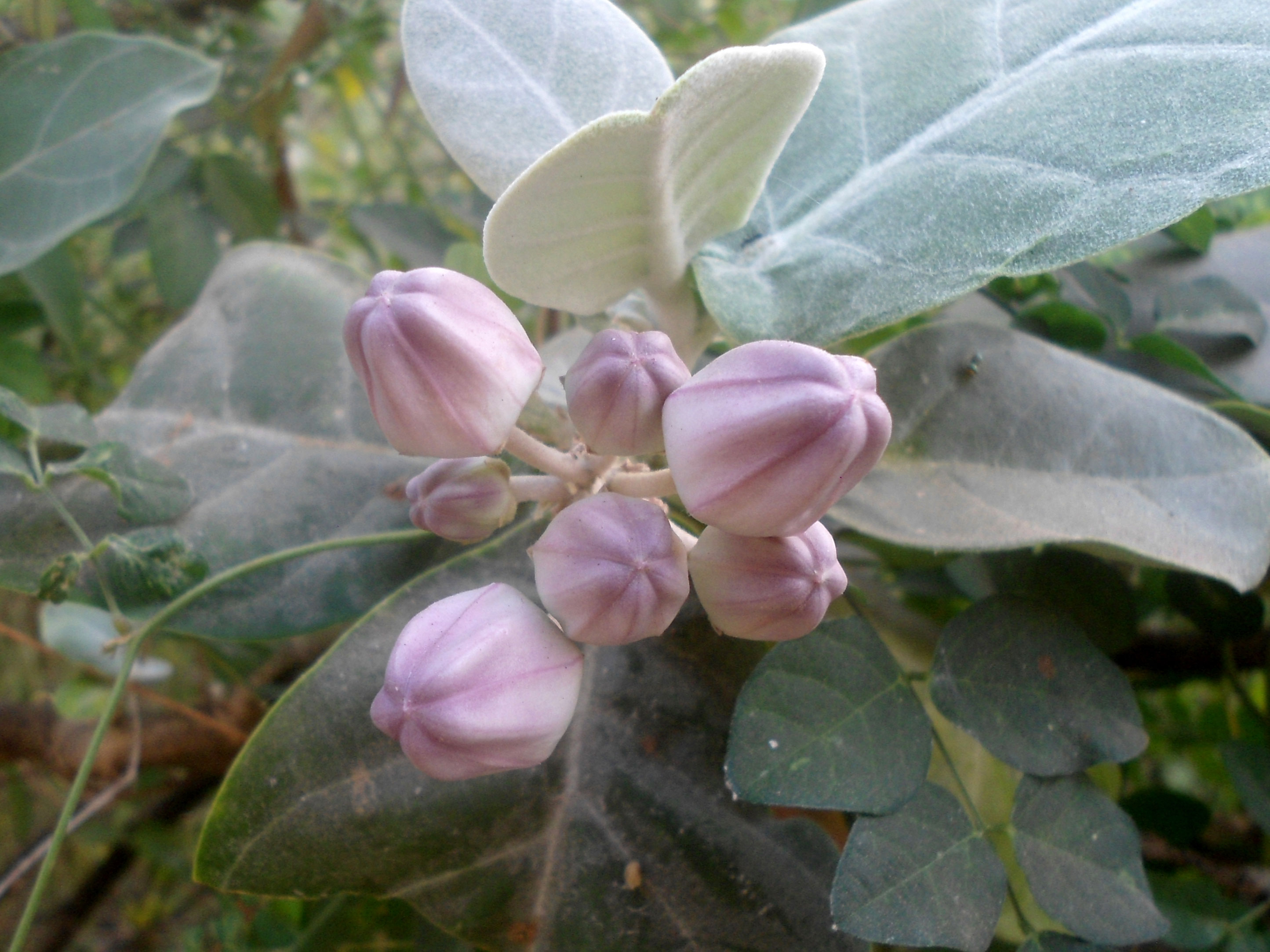 Flowering-buds-of-Crown-flower-plant